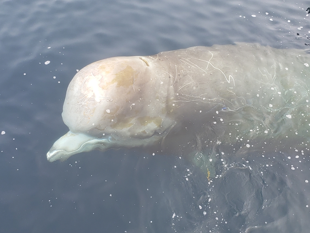 Northern Bottlenose Whale