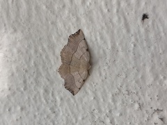 Eilicrinia trinotata