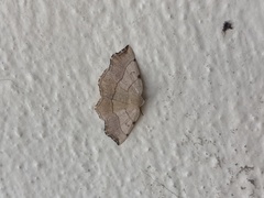 Eilicrinia trinotata