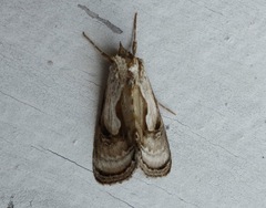 Chrysanympha formosa