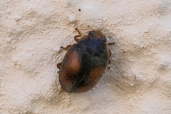 Scymnus subvillosus