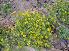 Rorippa sylvestris