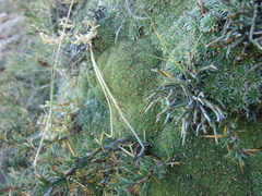 Ephedra frustillata