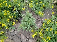 Rorippa sylvestris