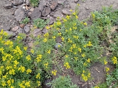 Rorippa sylvestris