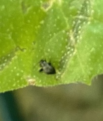 Microtechnites bractatus