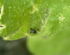 Microtechnites bractatus