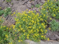 Rorippa sylvestris