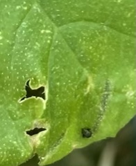 Microtechnites bractatus