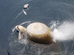 Hyperoodon ampullatus