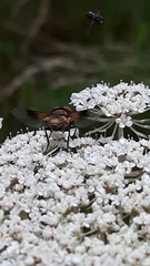 Ectophasia crassipennis