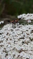 Ectophasia crassipennis