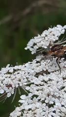 Ectophasia crassipennis