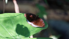 Tanaecia whiteheadi