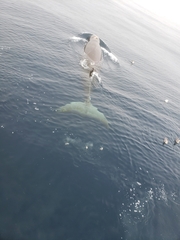 Hyperoodon ampullatus