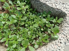 Portulaca oleracea