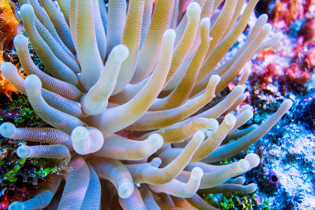 Photo of Giant Caribbean anemone (Condylactis gigantea)