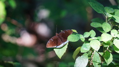 Tanaecia whiteheadi