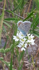 Polyommatus icarus
