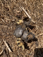 Testudo marginata