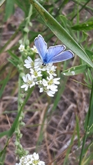 Polyommatus icarus