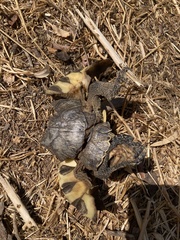 Testudo marginata