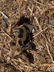 Testudo marginata