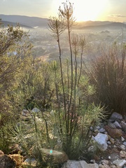 Euryops tenuissimus