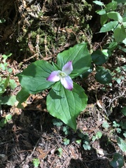 Trillium ovatum