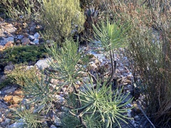 Euryops tenuissimus