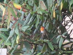 Erithacus rubecula rubecula