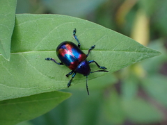 Platycorynus undatus