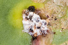 Dactylopius confusus