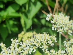 Gasteruption jaculator