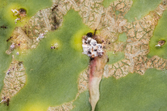 Dactylopius confusus