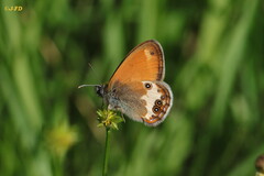 Coenonympha arcania