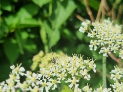 Gasteruption jaculator