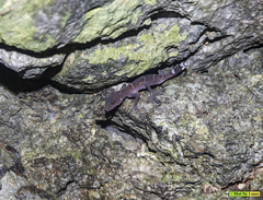Goniurosaurus catbaensis