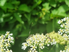 Gasteruption jaculator