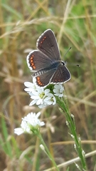 Aricia agestis