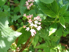 Pentas lanceolata