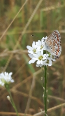 Aricia agestis