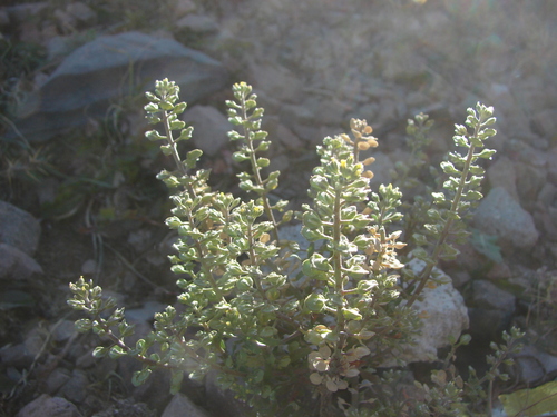 Alyssum alyssoides iNat (1)