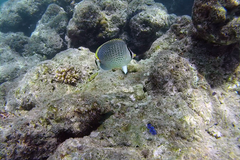 Chaetodon guttatissimus