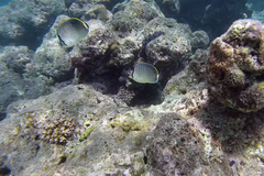 Chaetodon guttatissimus