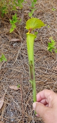 Exyra semicrocea