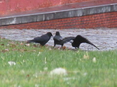 Corvus corone corone