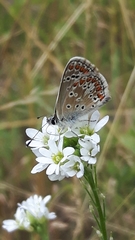 Aricia agestis
