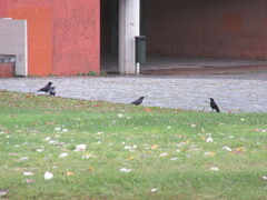 Corvus corone corone