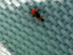 Cerapheles terminatus